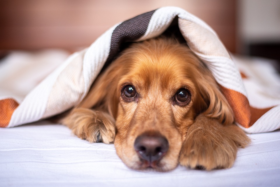 Top 10 Pet First Aid questions and answers you need to know