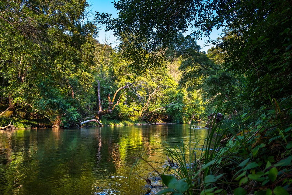 What are the main features of rainforests?