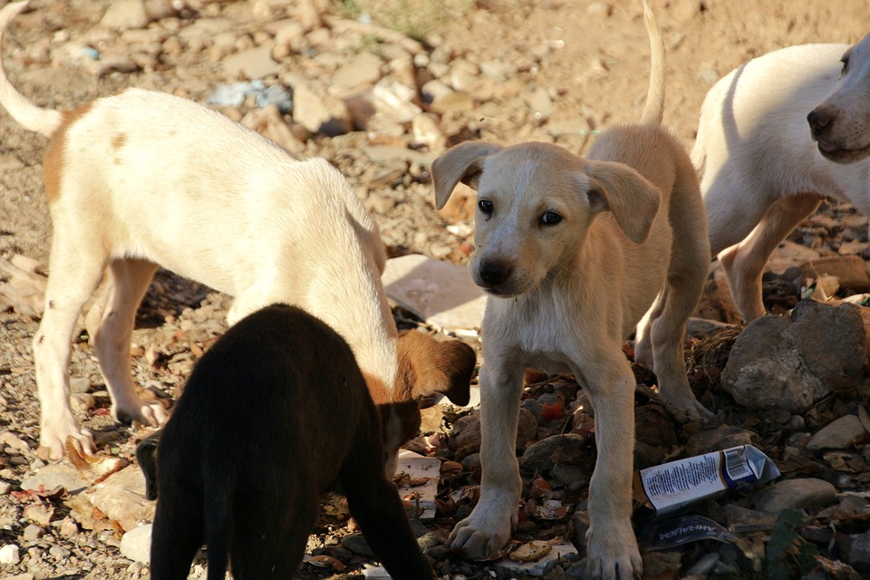 What should be done to reduce the number of stray animals?