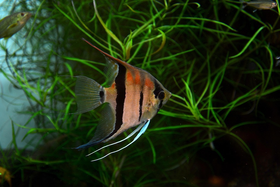 A Beginner's Guide to Raising Angelfish: Tips and Tricks for Success