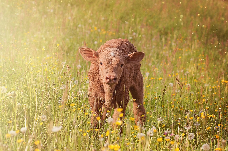 A Global Shift to Artificial Meat: 10 Most Important Consequences to Consider