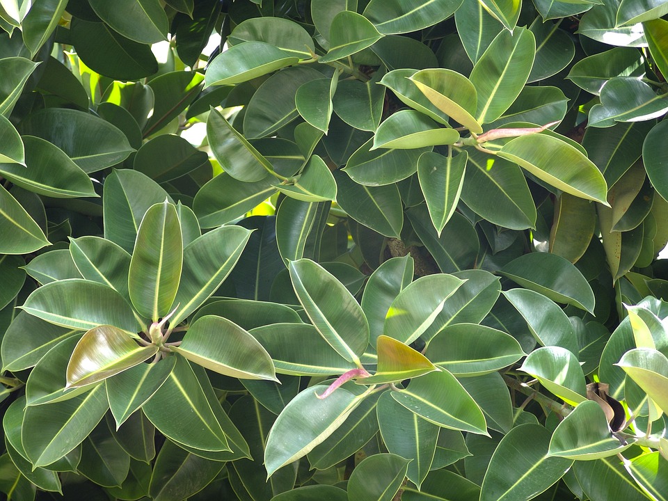 From Seed to Sprout: A Step-by-Step Guide to Growing a Rubber Tree from Scratch