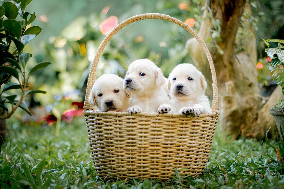 Newborn Puppy Care: Tips for Keeping Your Puppy Healthy and Happy