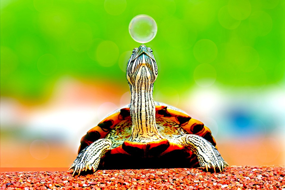 What are some common health problems that turtles can experience?