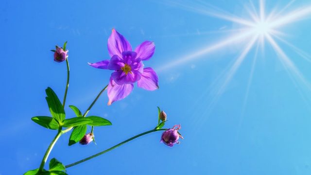 Çiçek fotoğrafı