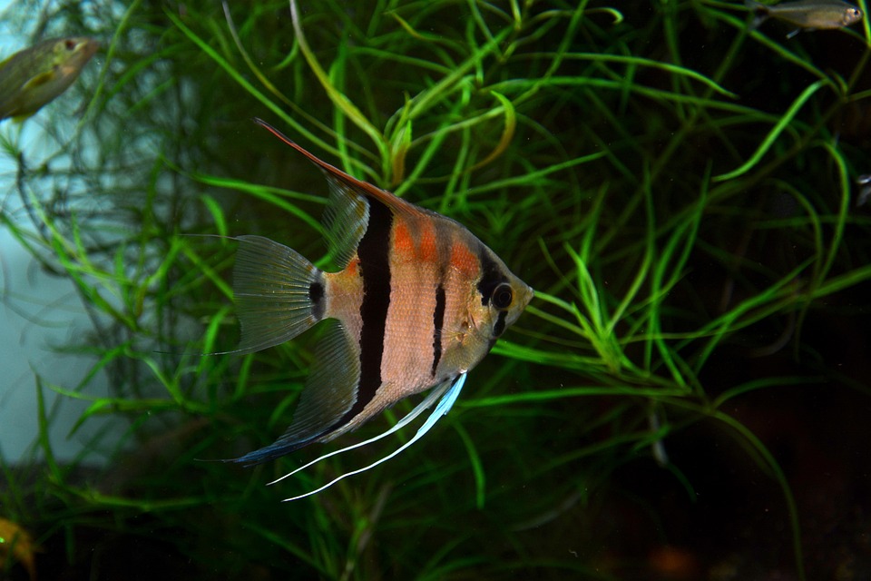 A Beginner's Guide to Raising Angelfish: Tips and Tricks for Success ...