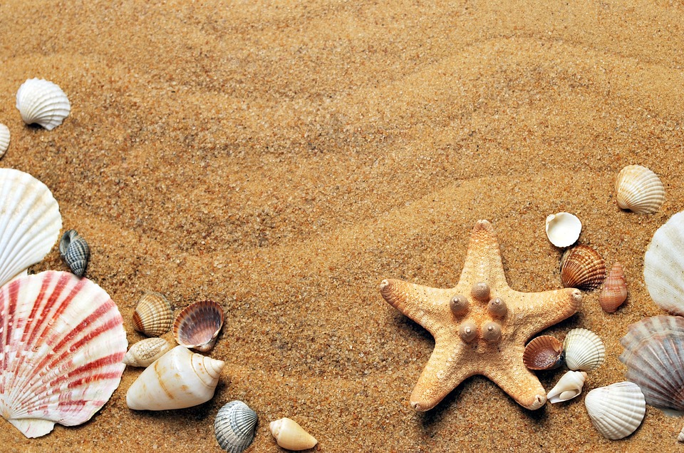 Discover the Beauty of the Seashore: HD Nature Wallpaper Featuring Shells and Starfish